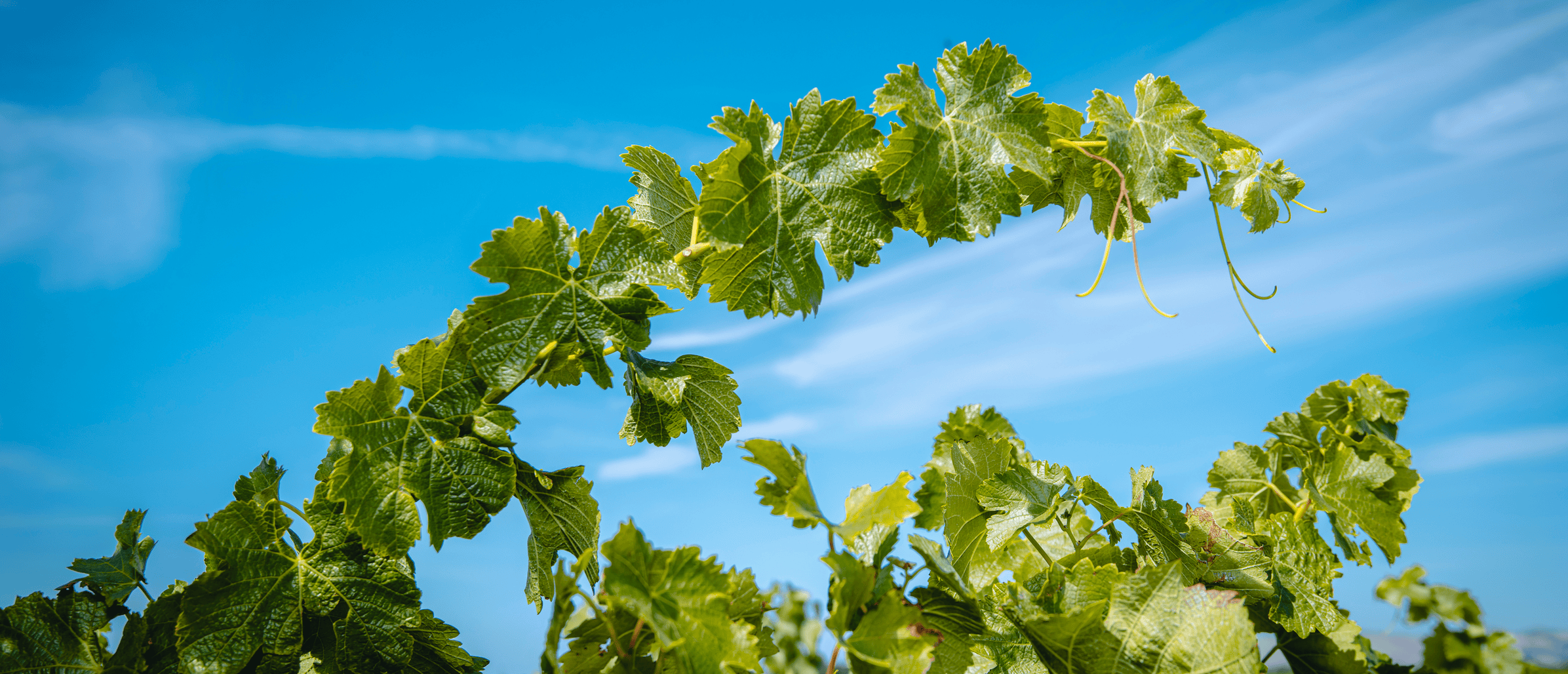 NGV Winter Pruning Workshop